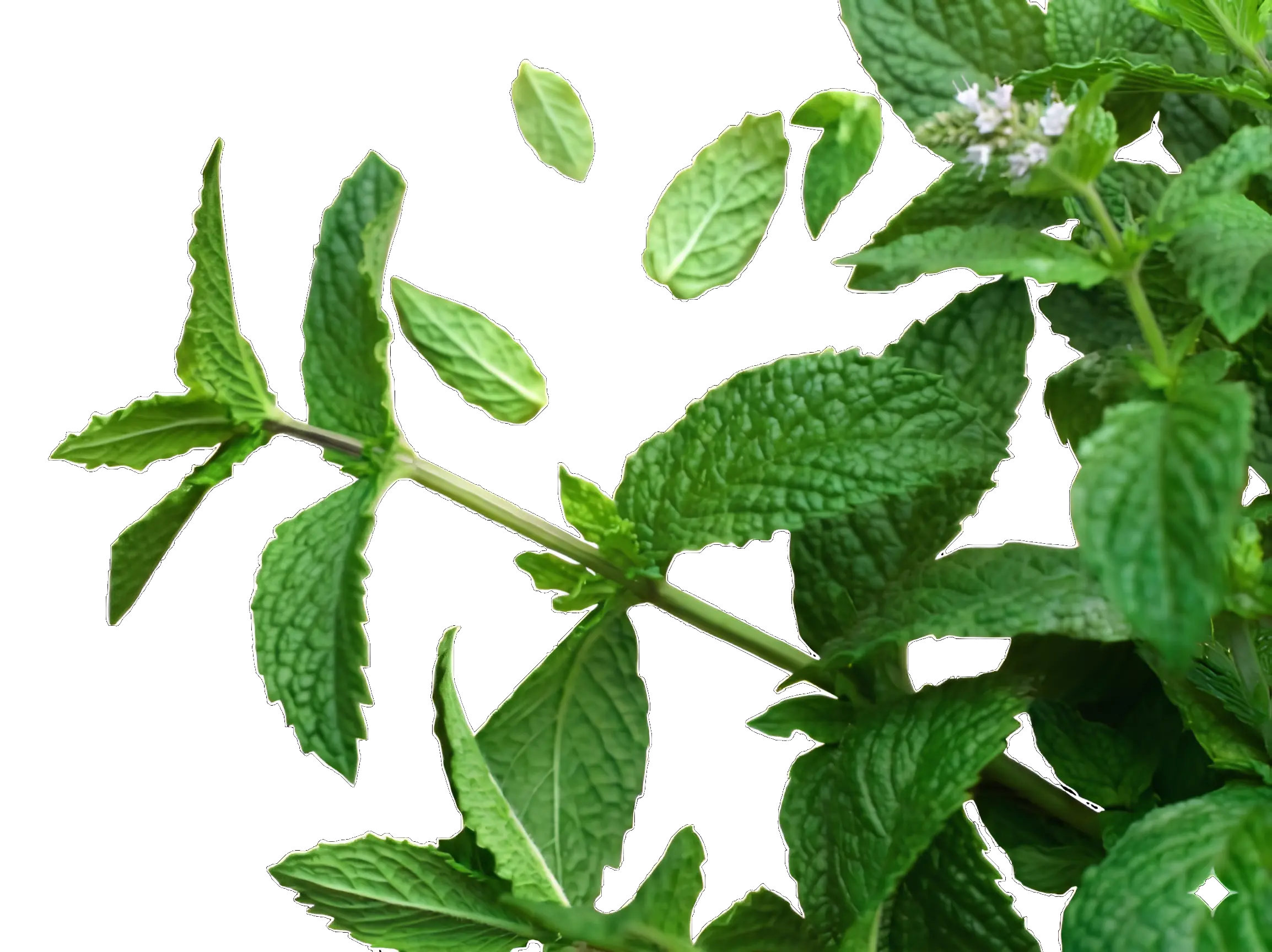 Fresh Mint Leaves